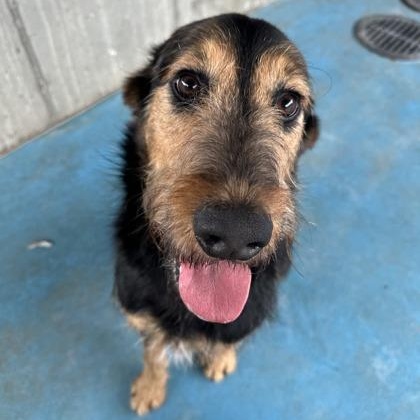Enlarge Dio, a Adoptable mixed breed in Springfield, MO image 1/6