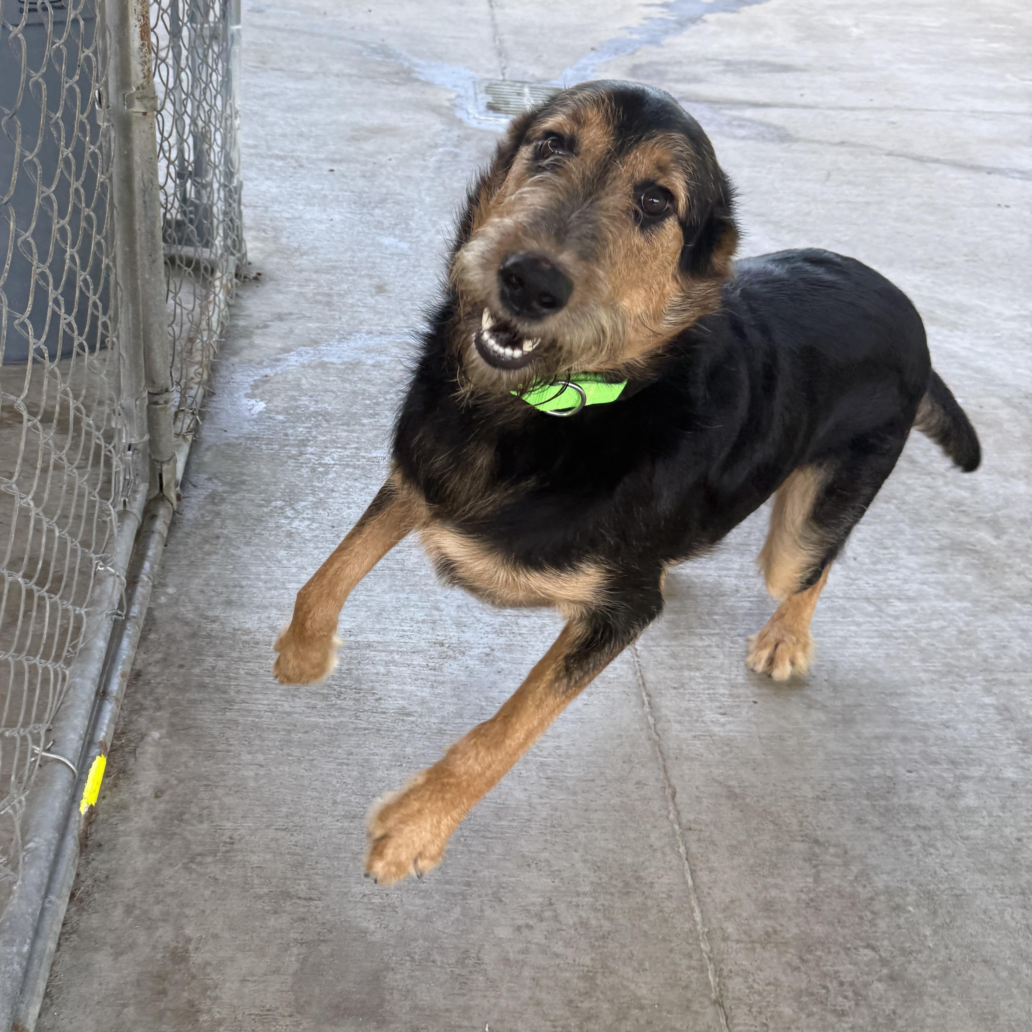 Dio, a Adoptable mixed breed in Springfield, MO image 5/6