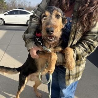 Dio, a Adoptable mixed breed in Springfield, MO image 4/6