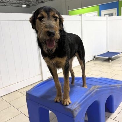 Dio, Adoptable, Young Male Shepherd.