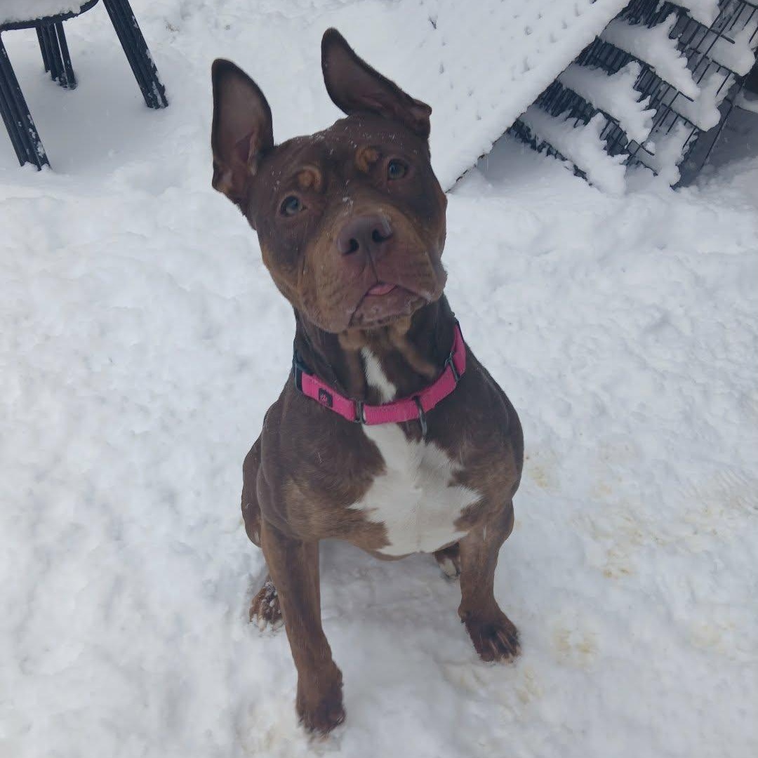 Quinna, ADOPTABLE, Young Female American Bully.