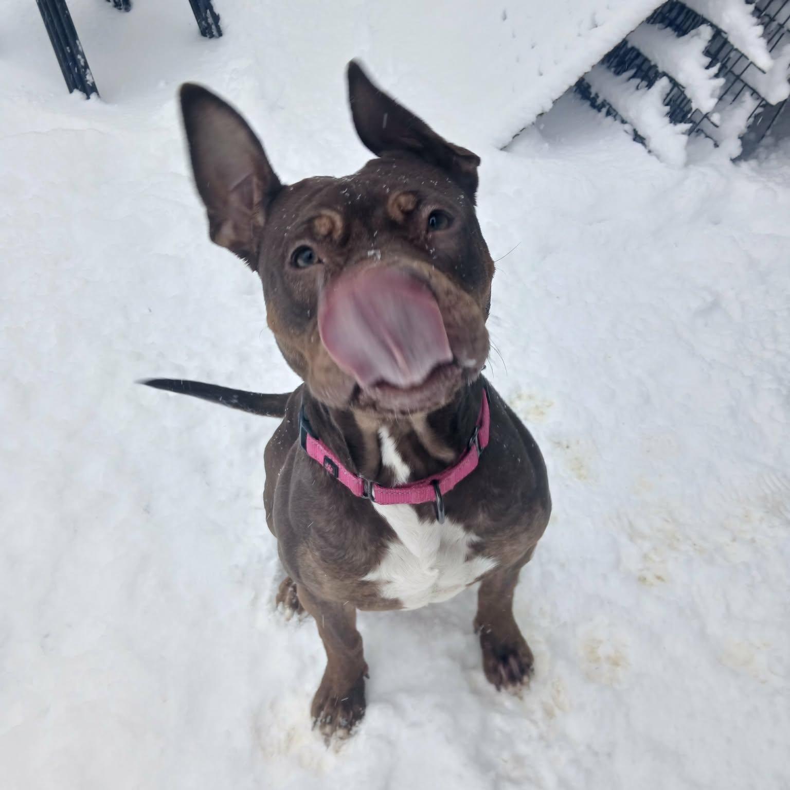 Enlarge Quinna, a ADOPTABLE American Bully in Saugerties, NY image 3/6