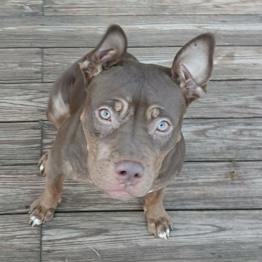 Enlarge Quenna , a ADOPTABLE American Bully in Saugerties, NY image 4/6