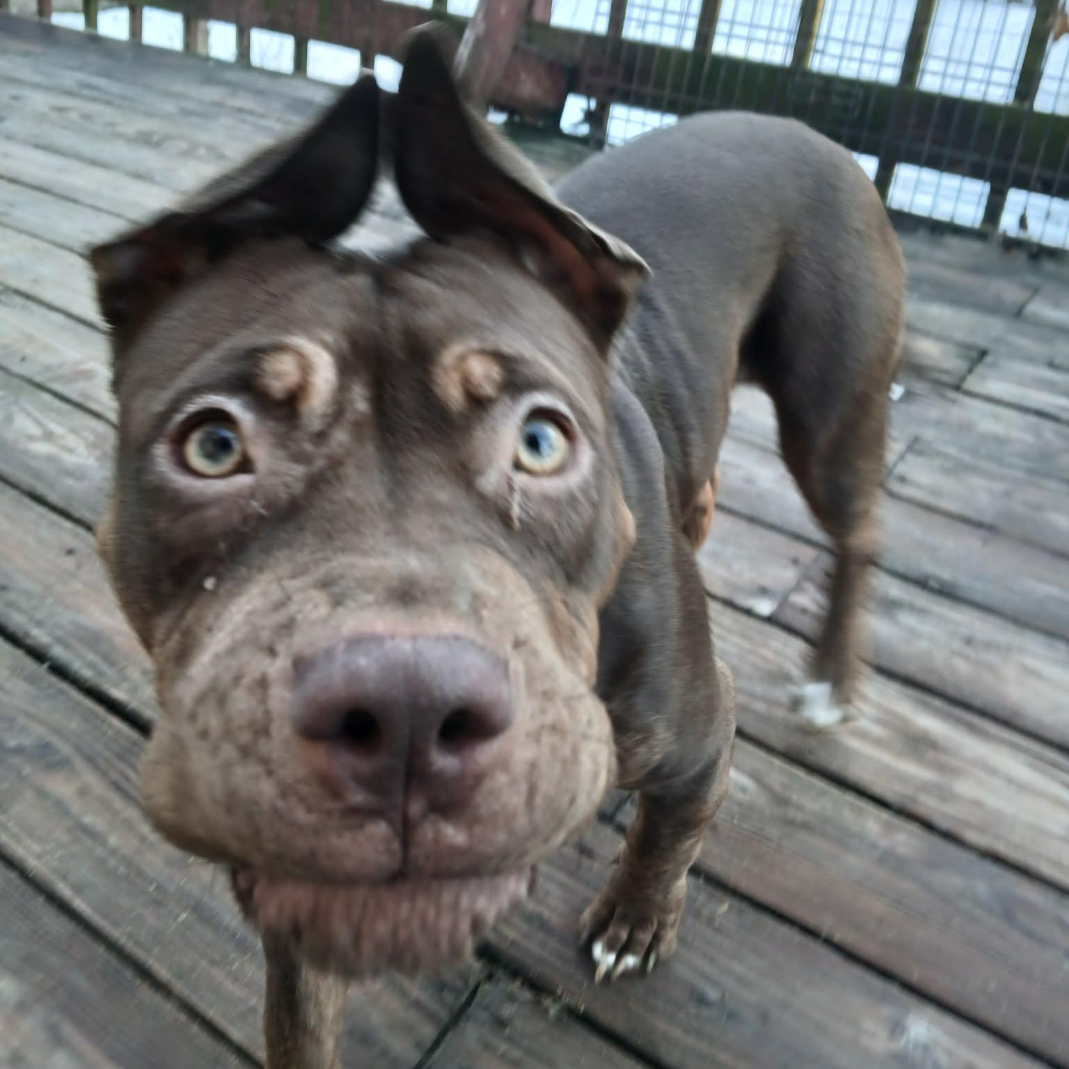 Enlarge Quenna , a ADOPTABLE American Bully in Saugerties, NY image 6/6