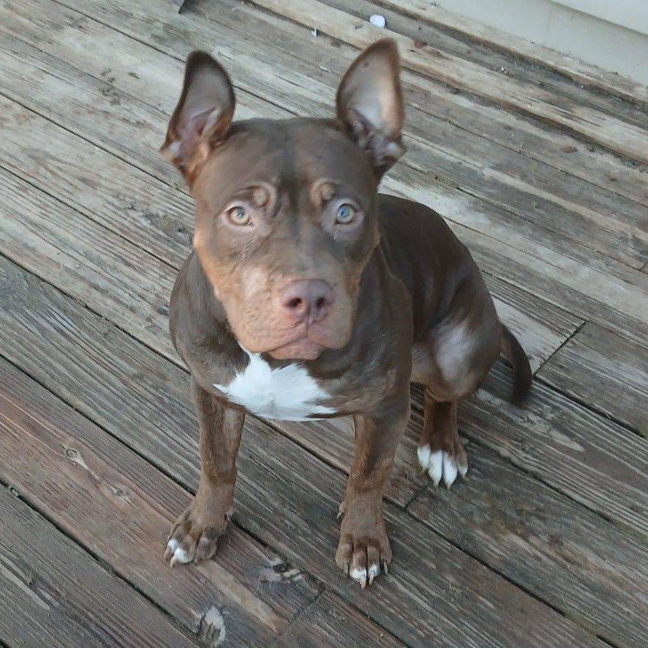 Enlarge Quenna , a ADOPTABLE American Bully in Saugerties, NY image 1/6