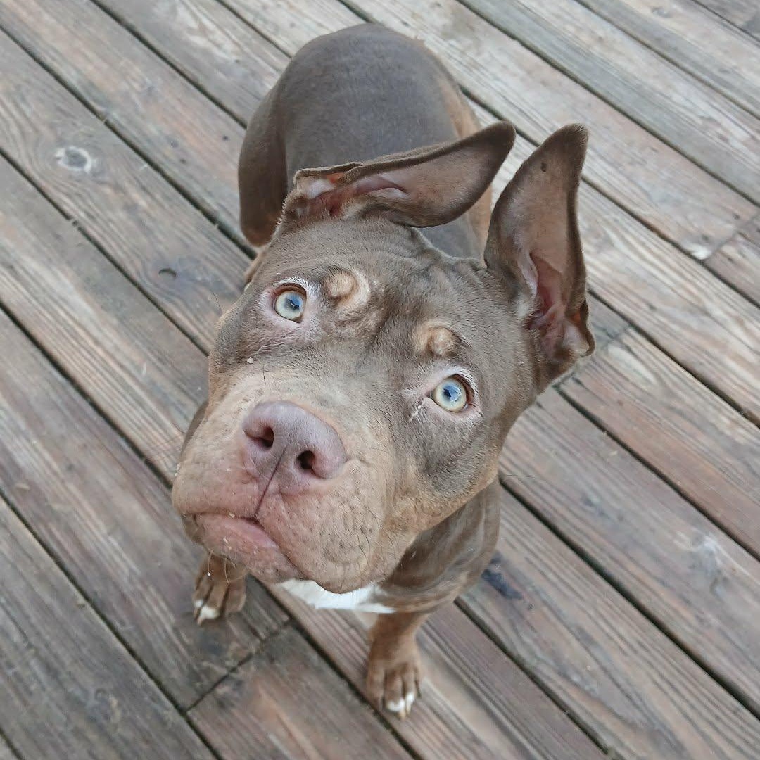 Enlarge Quenna , a ADOPTABLE American Bully in Saugerties, NY image 3/6