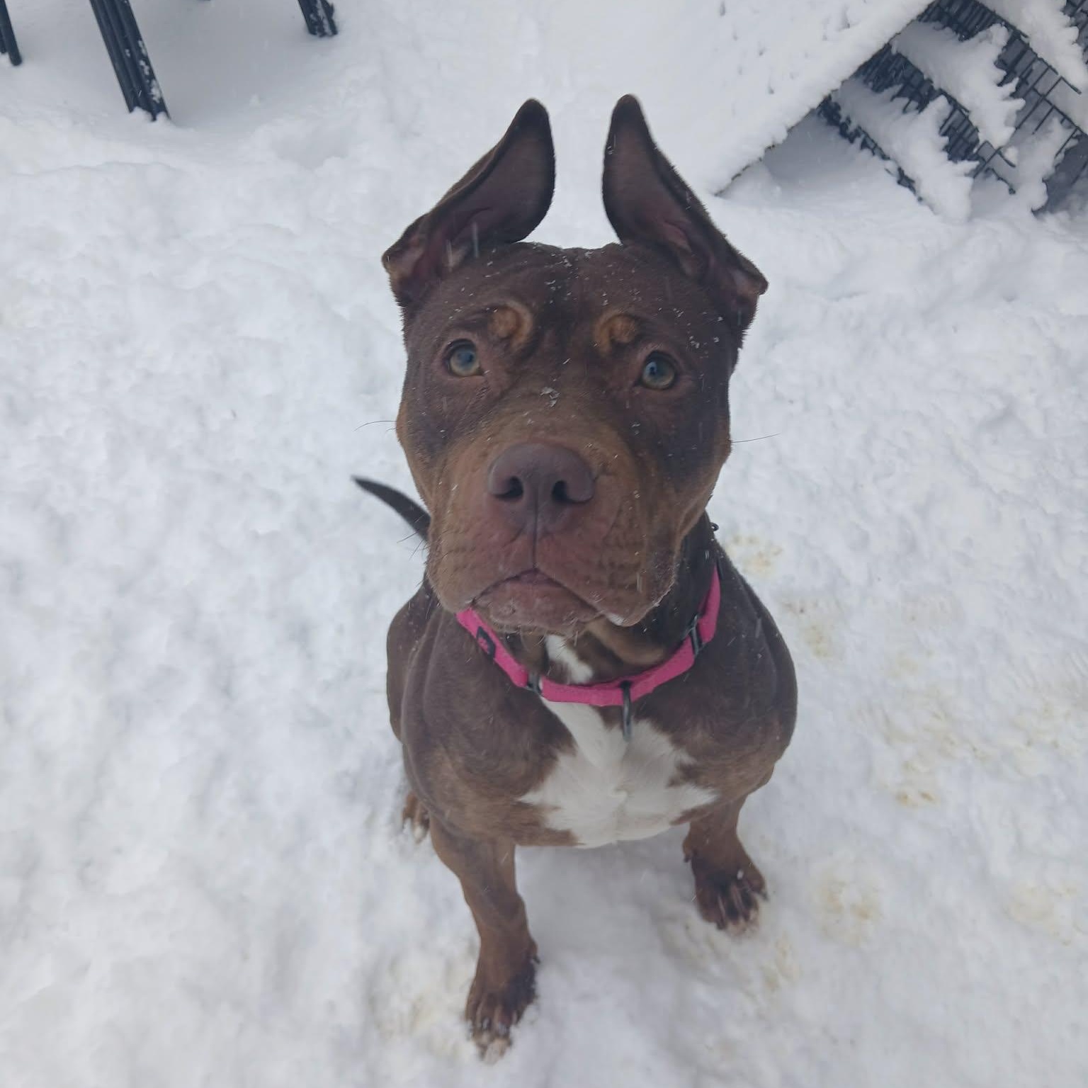 Enlarge Quinna, a ADOPTABLE American Bully in Saugerties, NY image 2/6