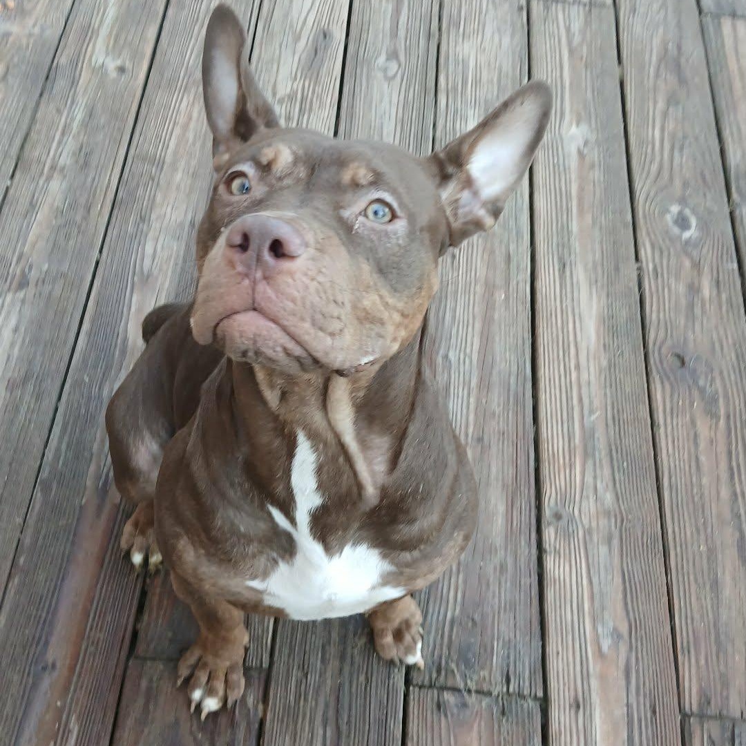 Enlarge Quenna , a ADOPTABLE American Bully in Saugerties, NY image 2/6