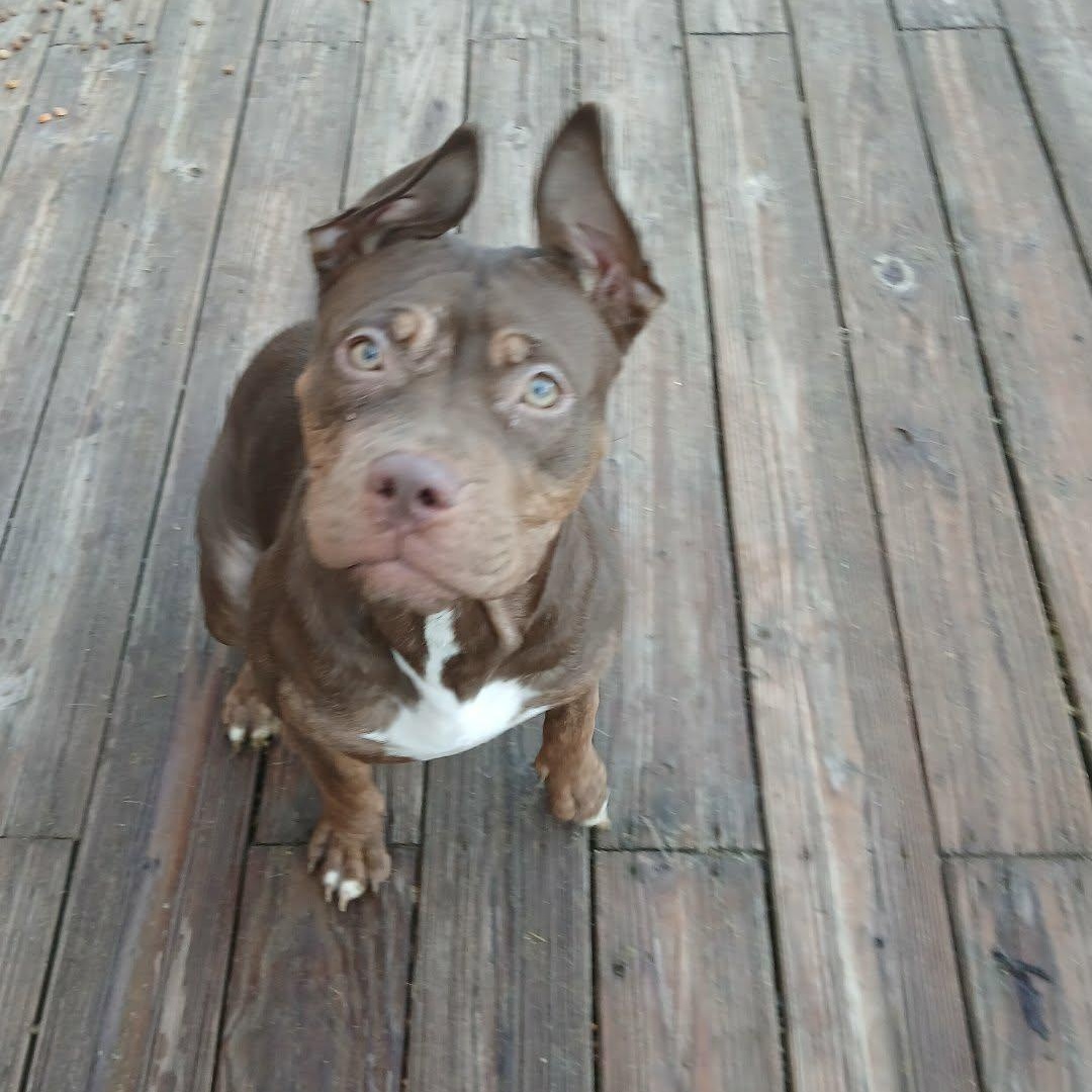 Enlarge Quenna , a ADOPTABLE American Bully in Saugerties, NY image 5/6