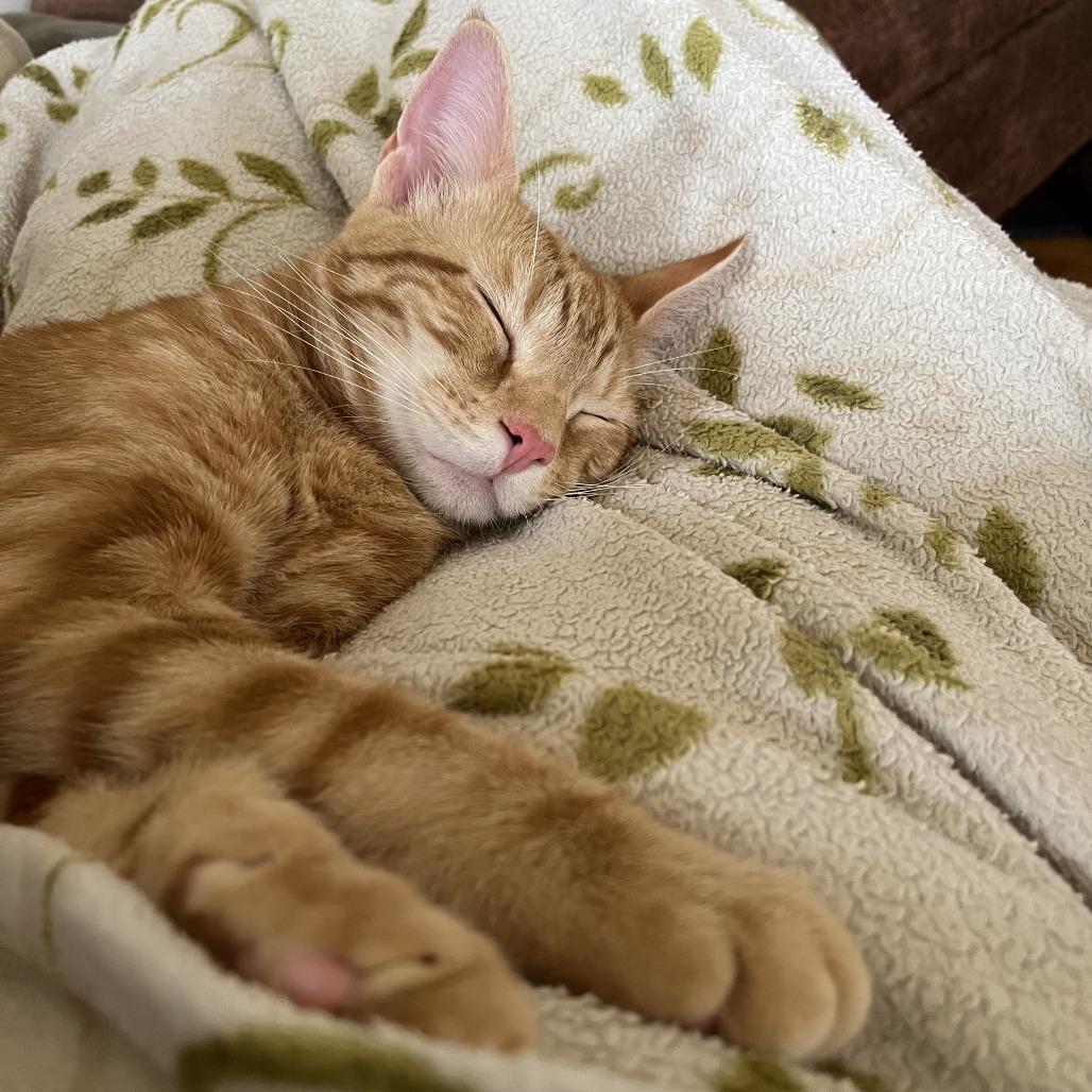 Alvin, Adoptable, Young Male Domestic Short Hair.