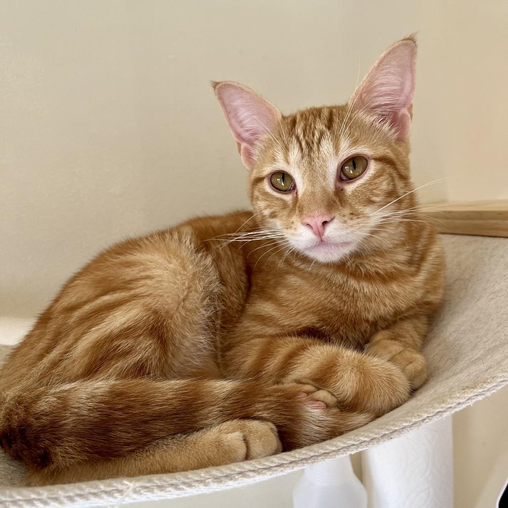 Alvin, a Adoptable Domestic Short Hair in Mission Hills, CA image 2/6