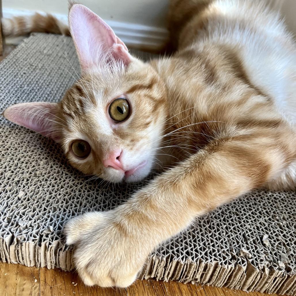 Alvin, a Adoptable Domestic Short Hair in Mission Hills, CA image 3/6