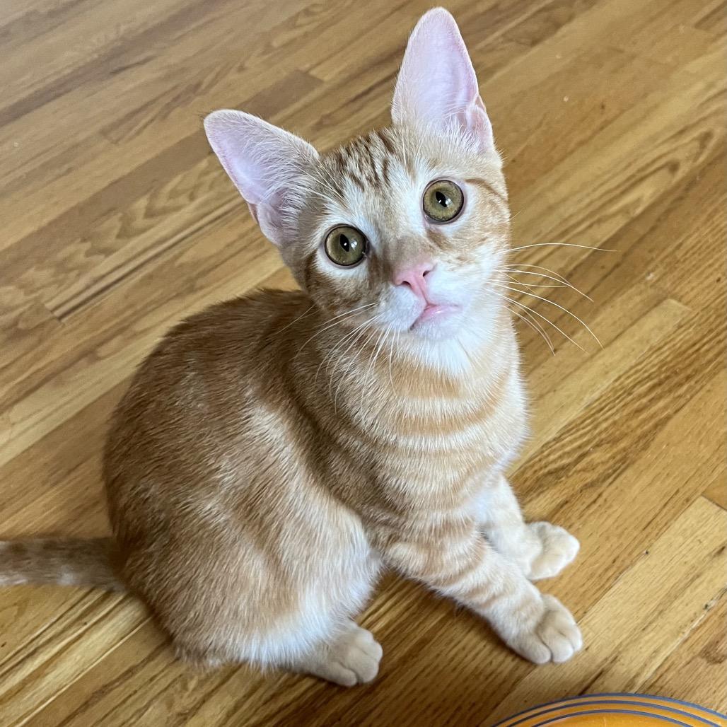 Alvin, a Adoptable Domestic Short Hair in Mission Hills, CA image 4/6