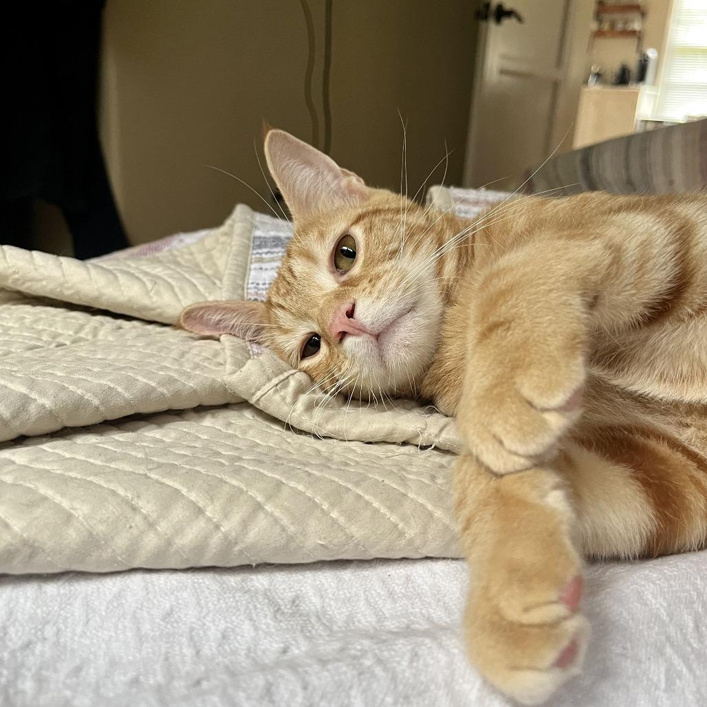 Alvin, a Adoptable Domestic Short Hair in Mission Hills, CA image 5/6