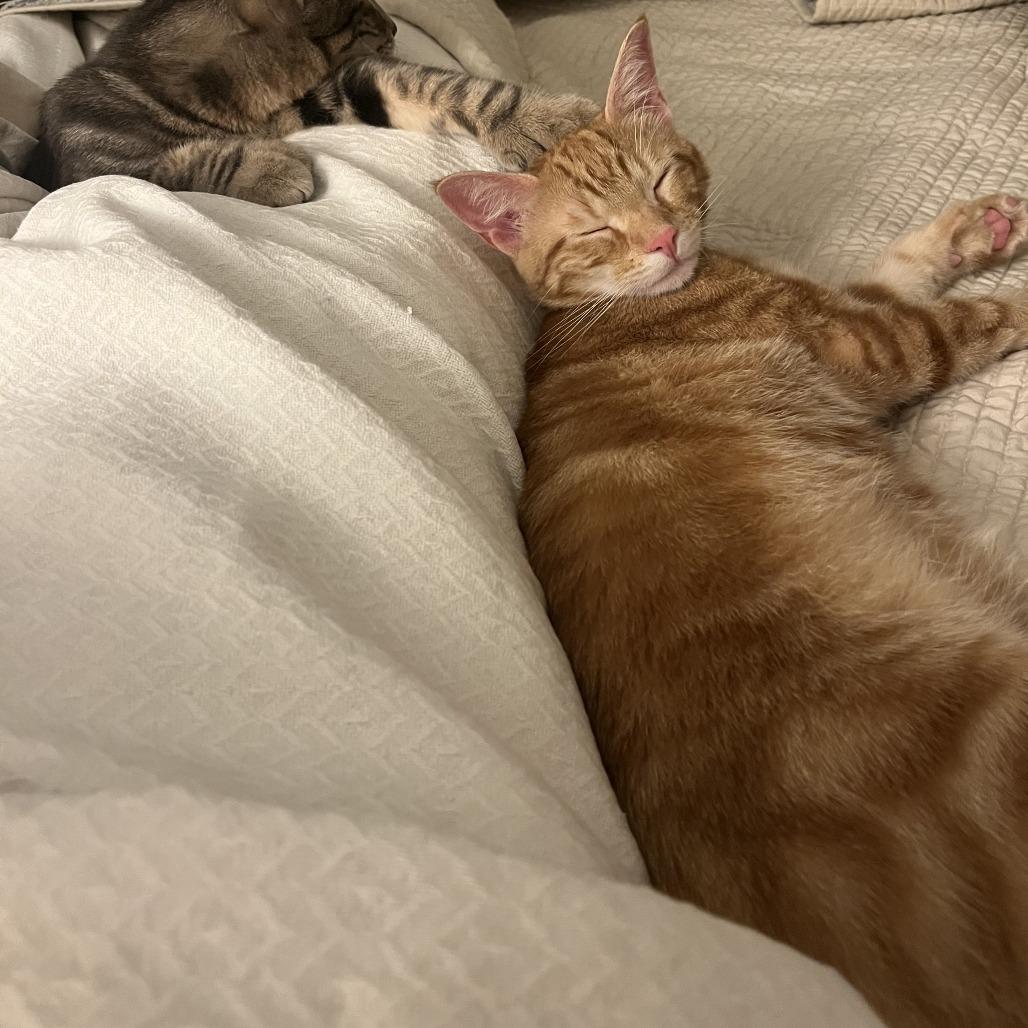 Alvin, a Adoptable Domestic Short Hair in Mission Hills, CA image 6/6