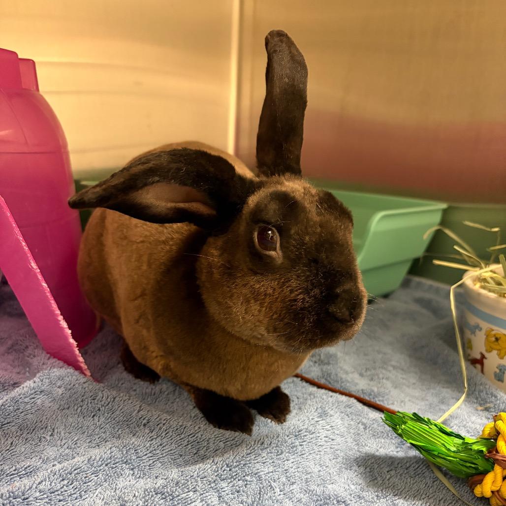 Enlarge Rolo, a Adoptable Rex in Council Bluffs, IA image 1/1