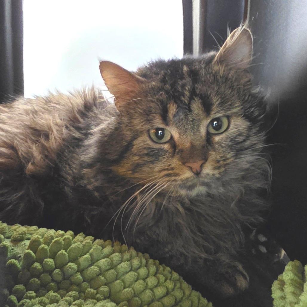 Wakanda, Adoptable, Adult Male Domestic Long Hair.