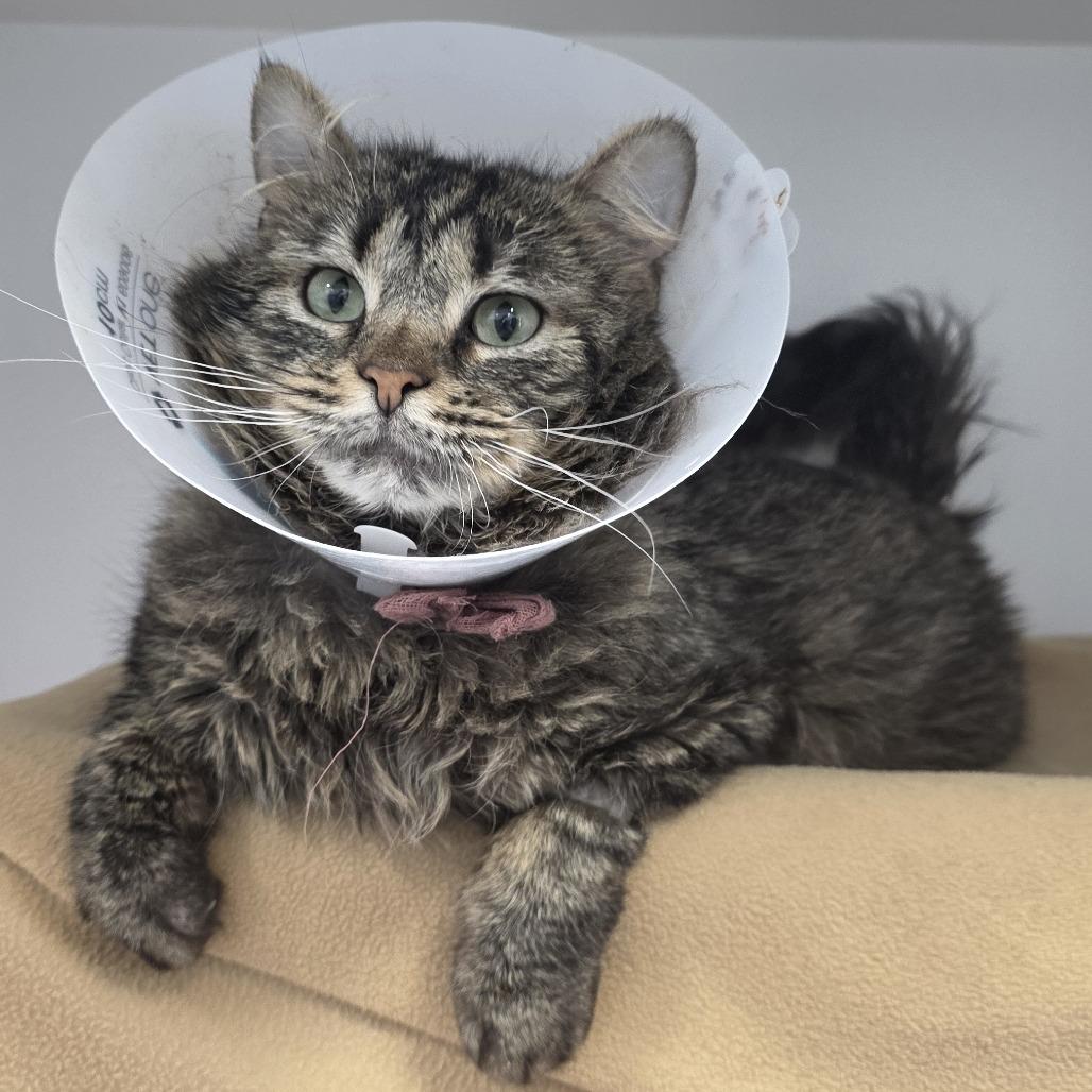 Enlarge Wakanda, a Adoptable Domestic Long Hair in Fort Wayne, IN image 2/5