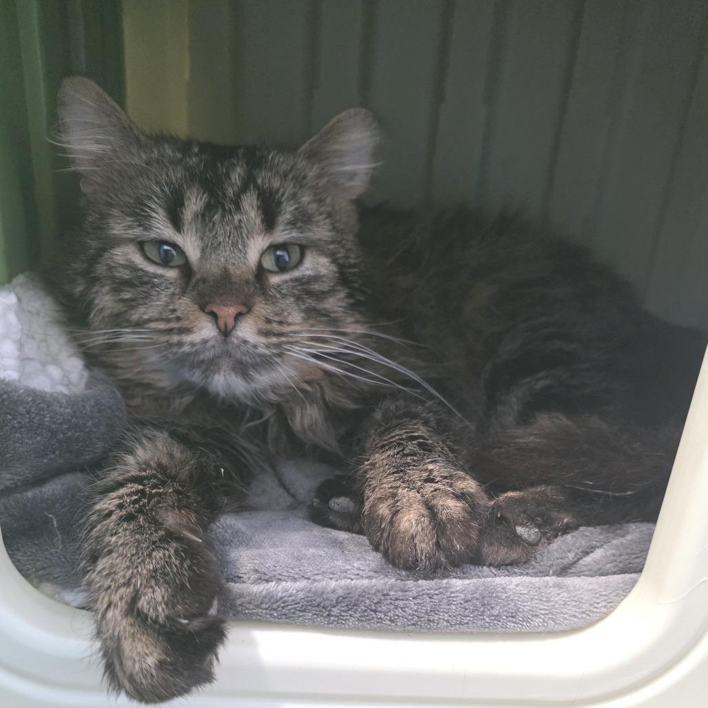 Enlarge Wakanda, a Adoptable Domestic Long Hair in Fort Wayne, IN image 3/5