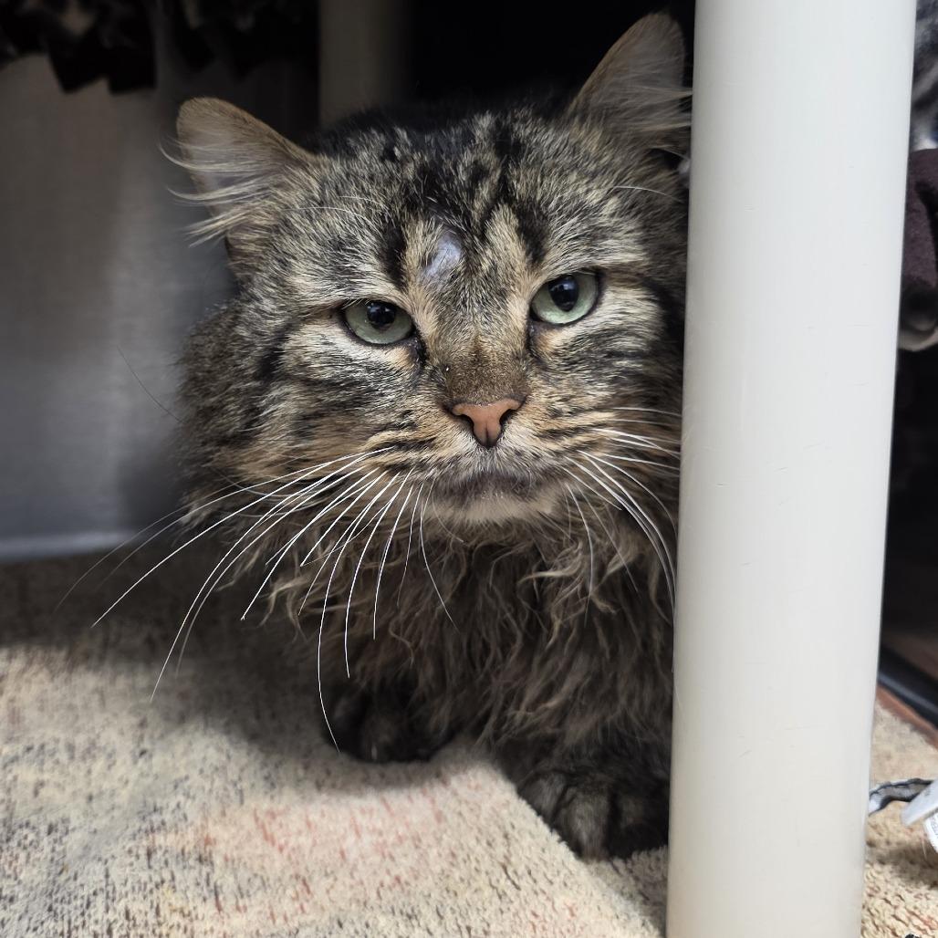 Enlarge Wakanda, a Adoptable Domestic Long Hair in Fort Wayne, IN image 4/5