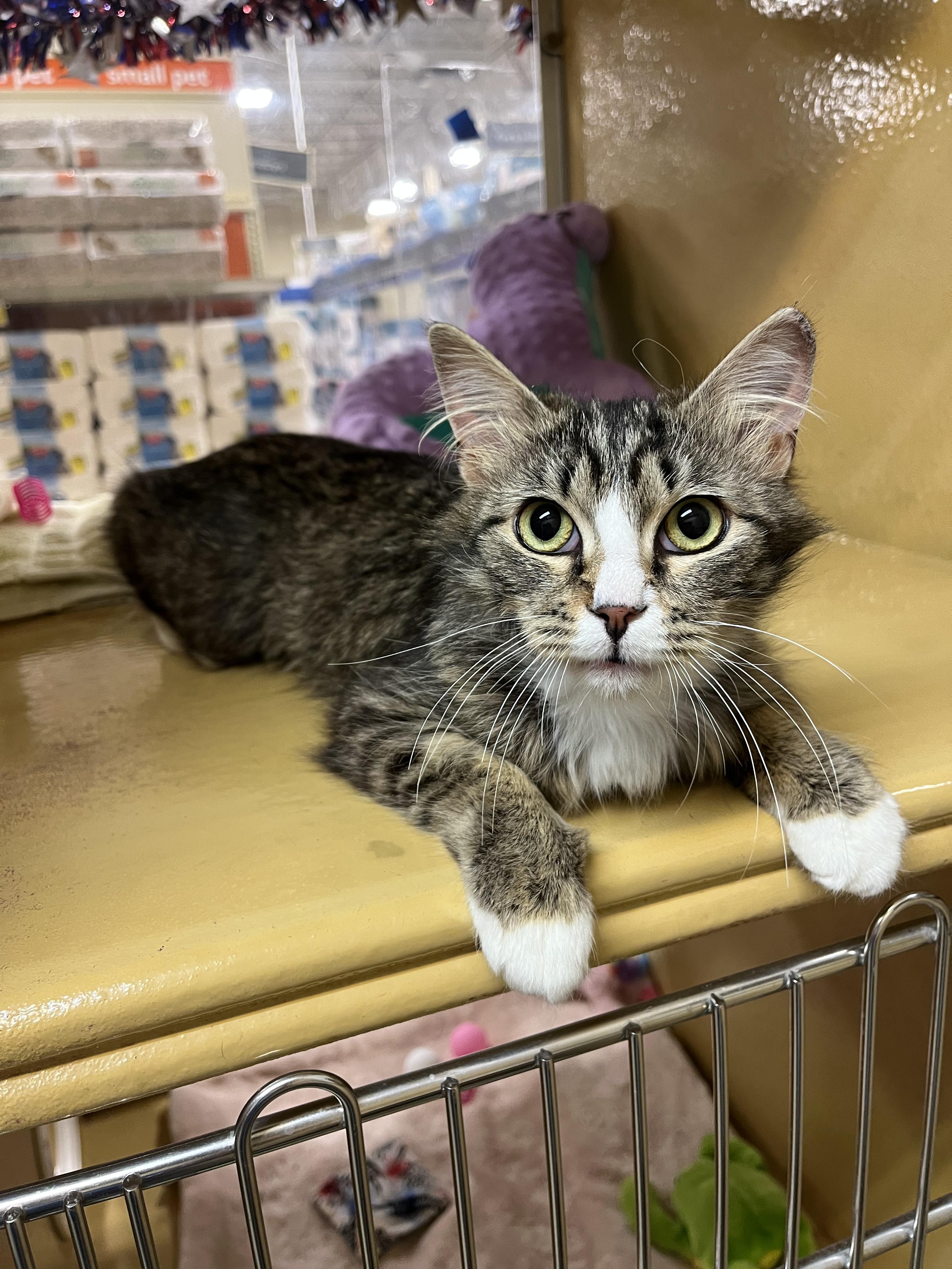 Jill, adopted, Young Female Domestic Long Hair.