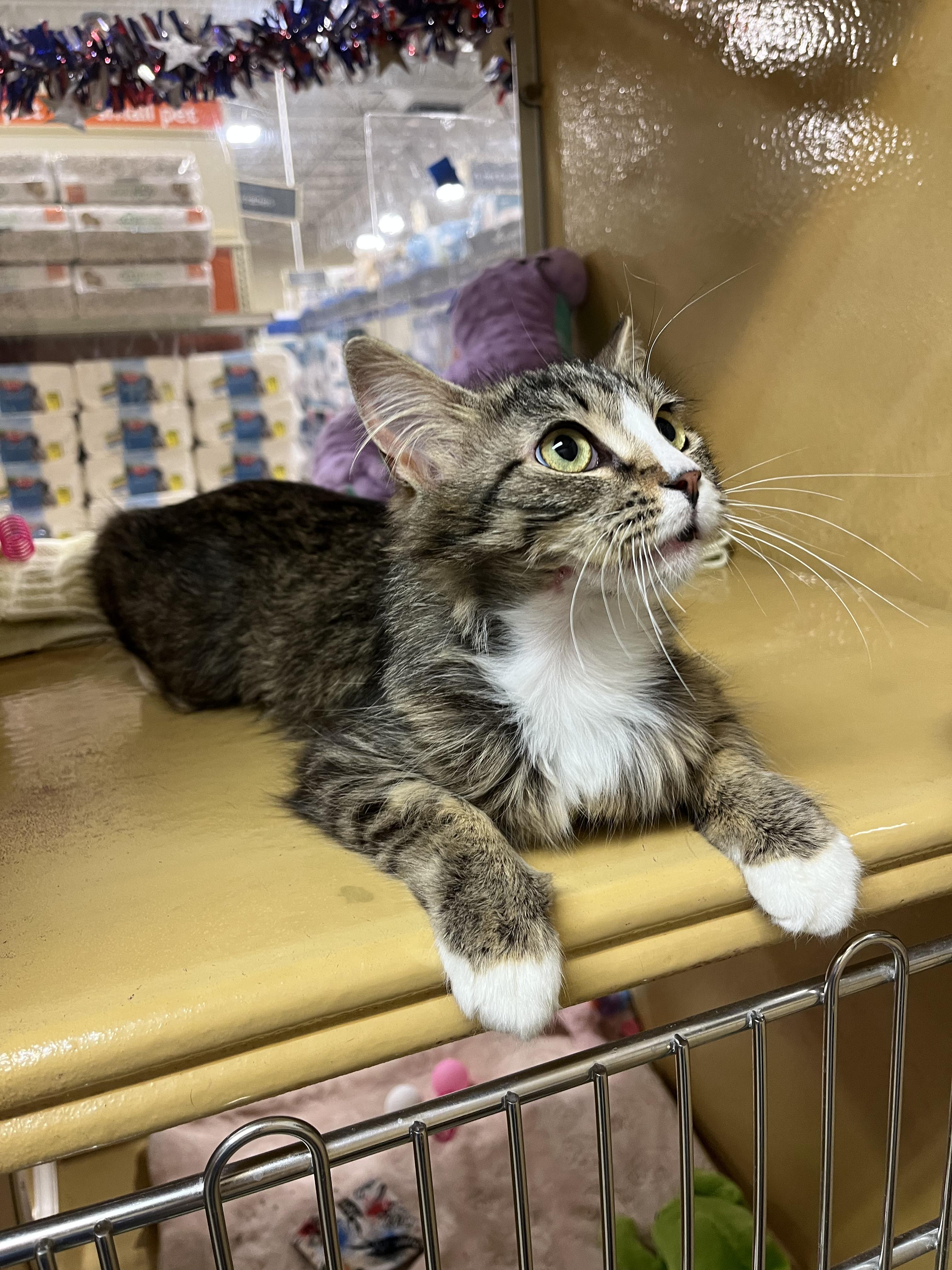 Jill, an adopted Domestic Long Hair in Charlotte, NC image 2/3
