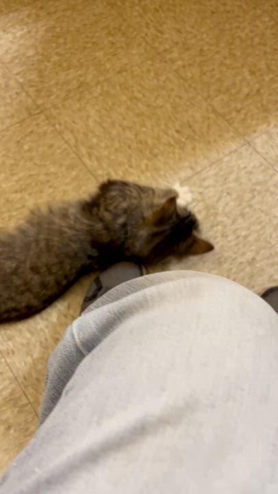 Enlarge Jill, an adopted Domestic Long Hair in Charlotte, NC video 3/3