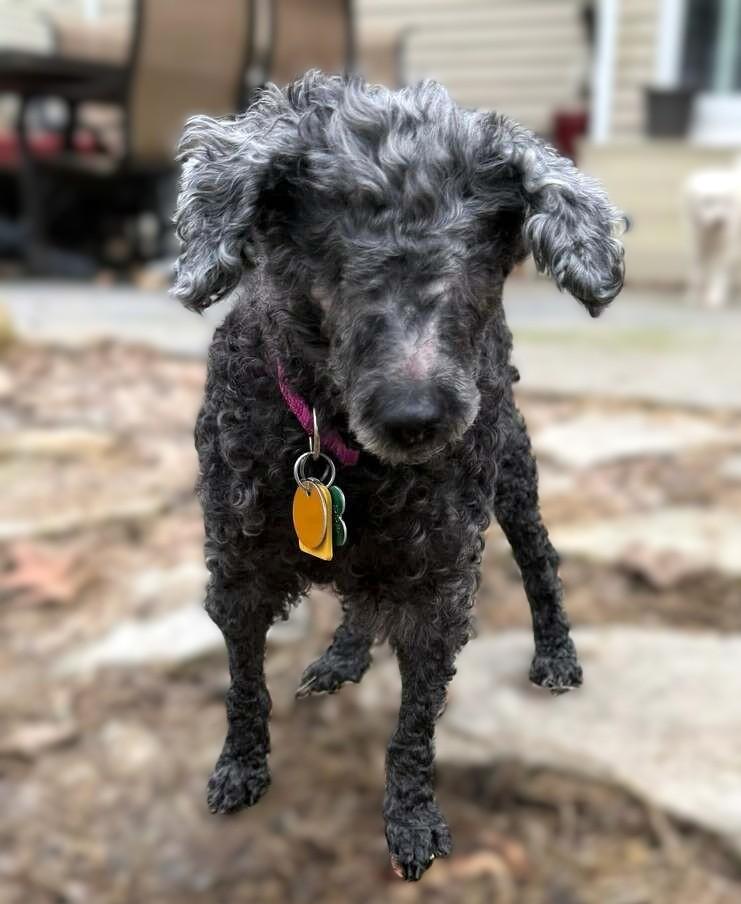 Eleanor, a ADOPTABLE Mixed Breed in New Albany, OH image 4/4