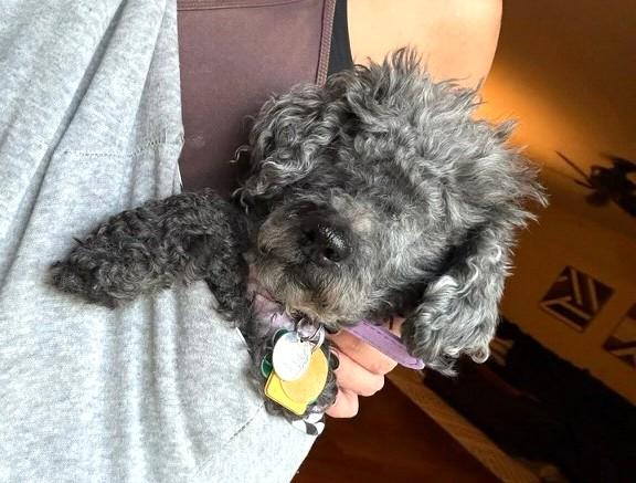 Eleanor, a ADOPTABLE Mixed Breed in New Albany, OH image 3/4