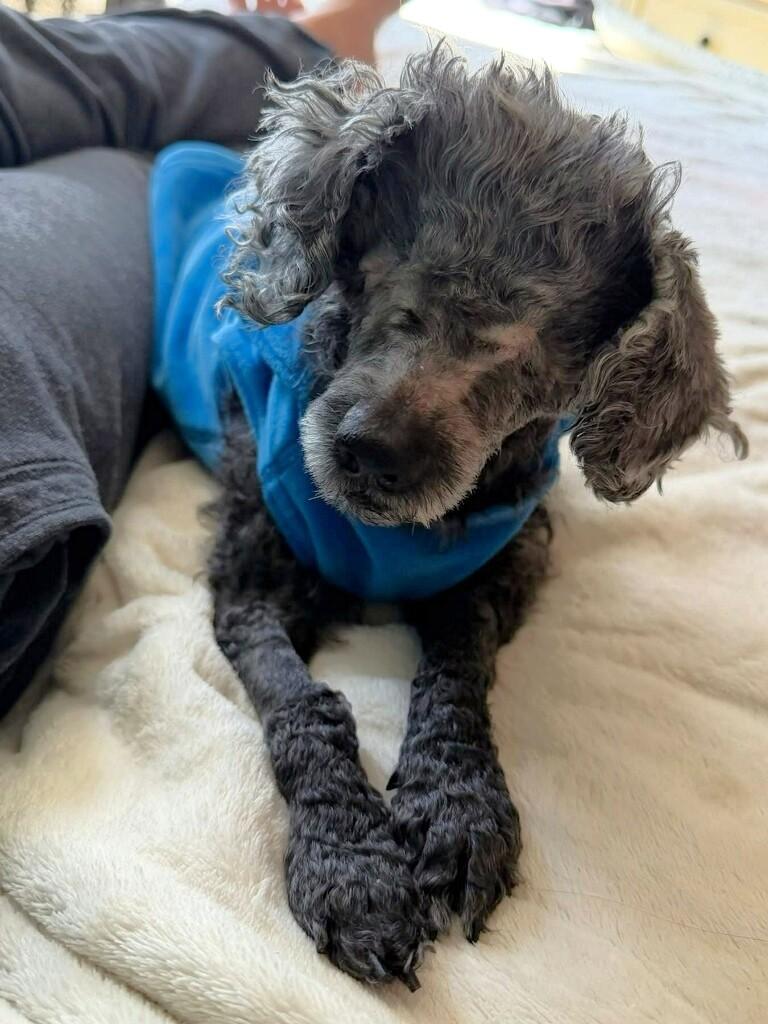 Eleanor, a ADOPTABLE Mixed Breed in New Albany, OH image 2/4