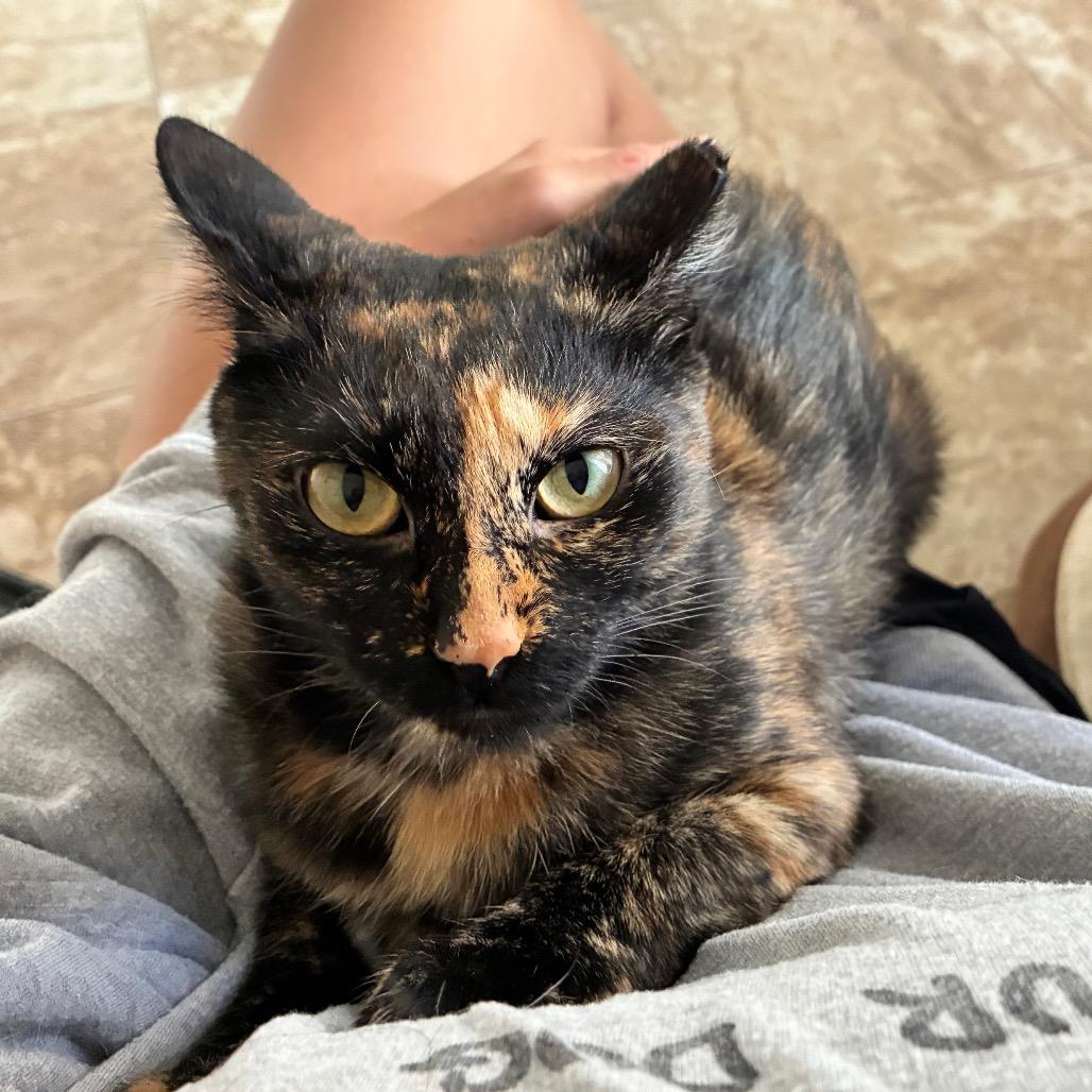 Delilah, Adoptable, Young Female Domestic Short Hair.