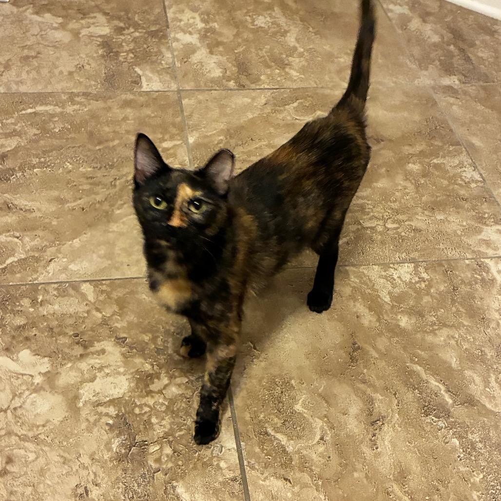 Enlarge Delilah, a Adoptable Domestic Short Hair in Folsom, LA image 2/2