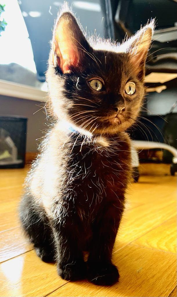 Macaroni - Adopted, Adopted, Young Female Domestic Short Hair.