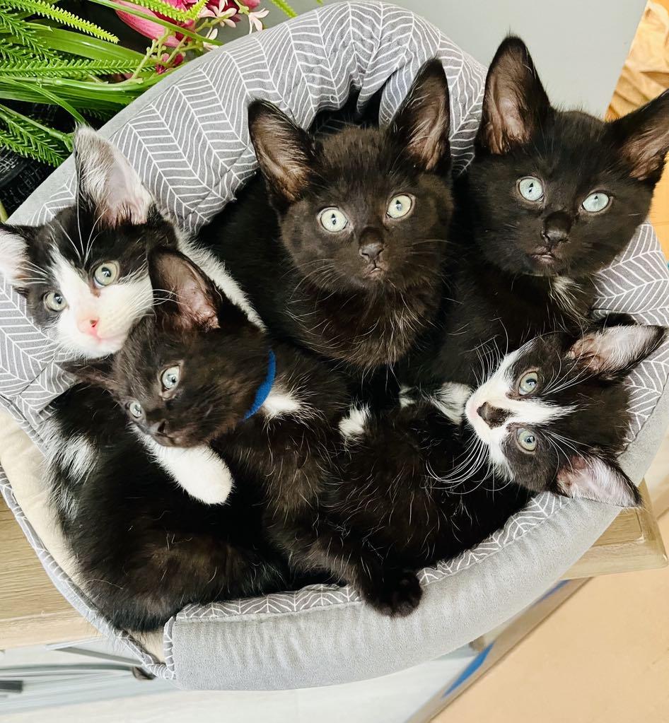 Macaroni - Adopted, a Adopted mixed breed in Steinbach, MB image 2/6