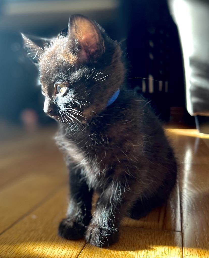 Macaroni - Adopted, a Adopted mixed breed in Steinbach, MB image 4/6