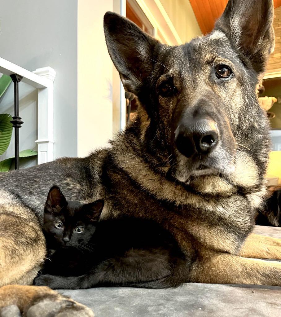 Macaroni - Adopted, a Adopted mixed breed in Steinbach, MB image 5/6