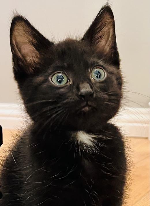 Macaroni - Adopted, a Adopted mixed breed in Steinbach, MB image 6/6