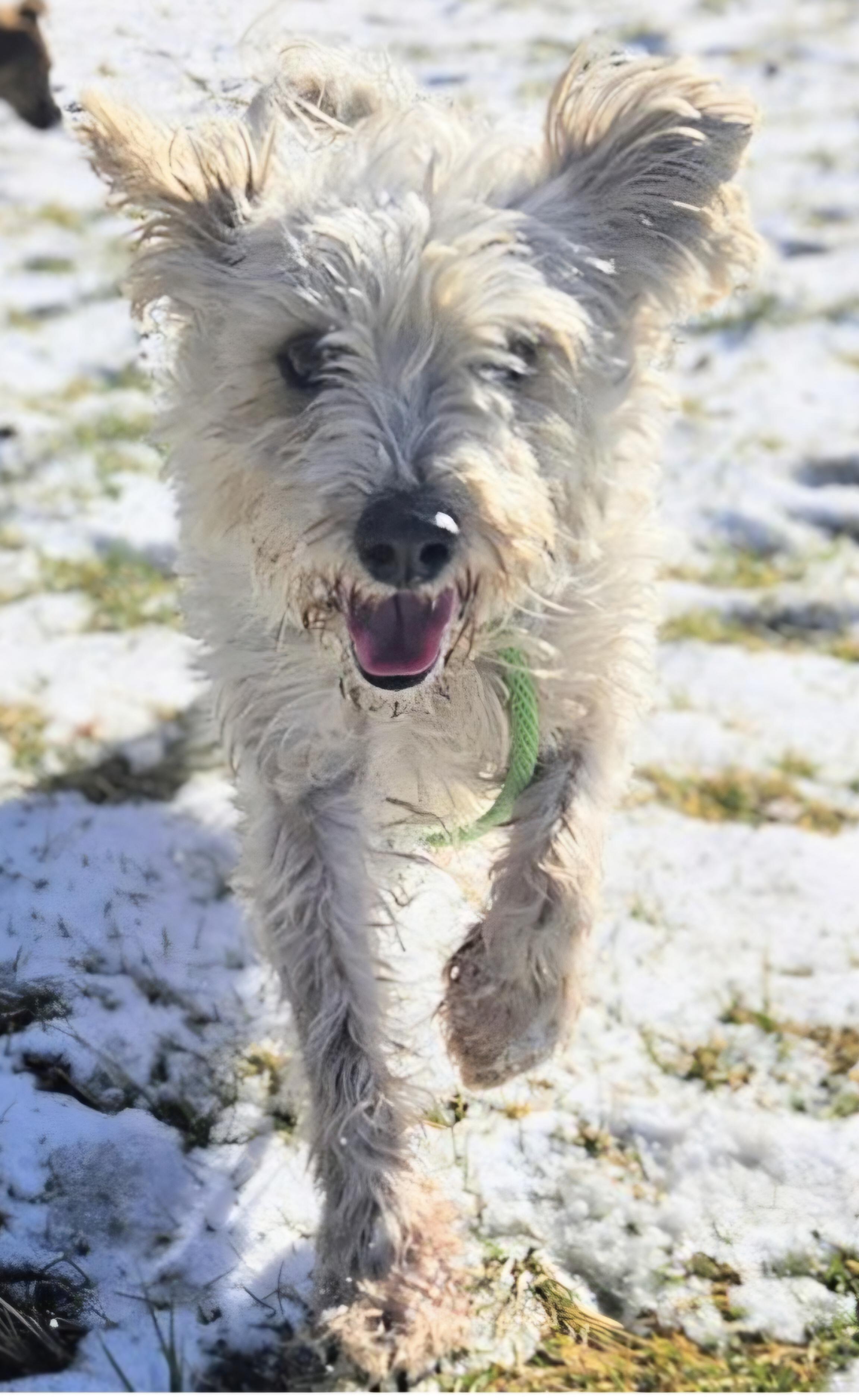 Enlarge WILLIS, a ADOPTABLE mixed breed in Salt Lake City, UT image 1/2
