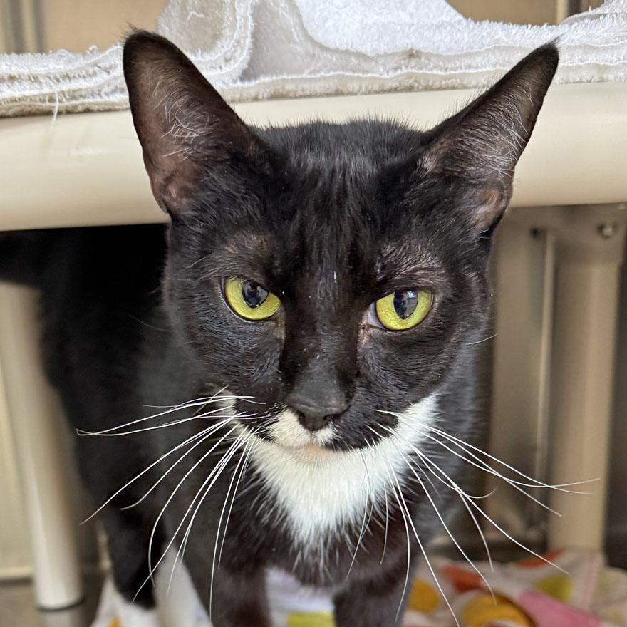 Penelope, ADOPTABLE, Adult Female Domestic Short Hair.