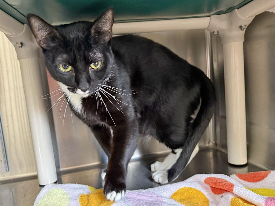 Penelope, a ADOPTABLE Domestic Short Hair in E Falmouth, MA image 3/3