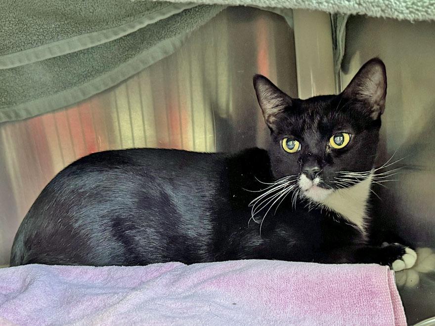 Penelope, a ADOPTABLE Domestic Short Hair in E Falmouth, MA image 2/3