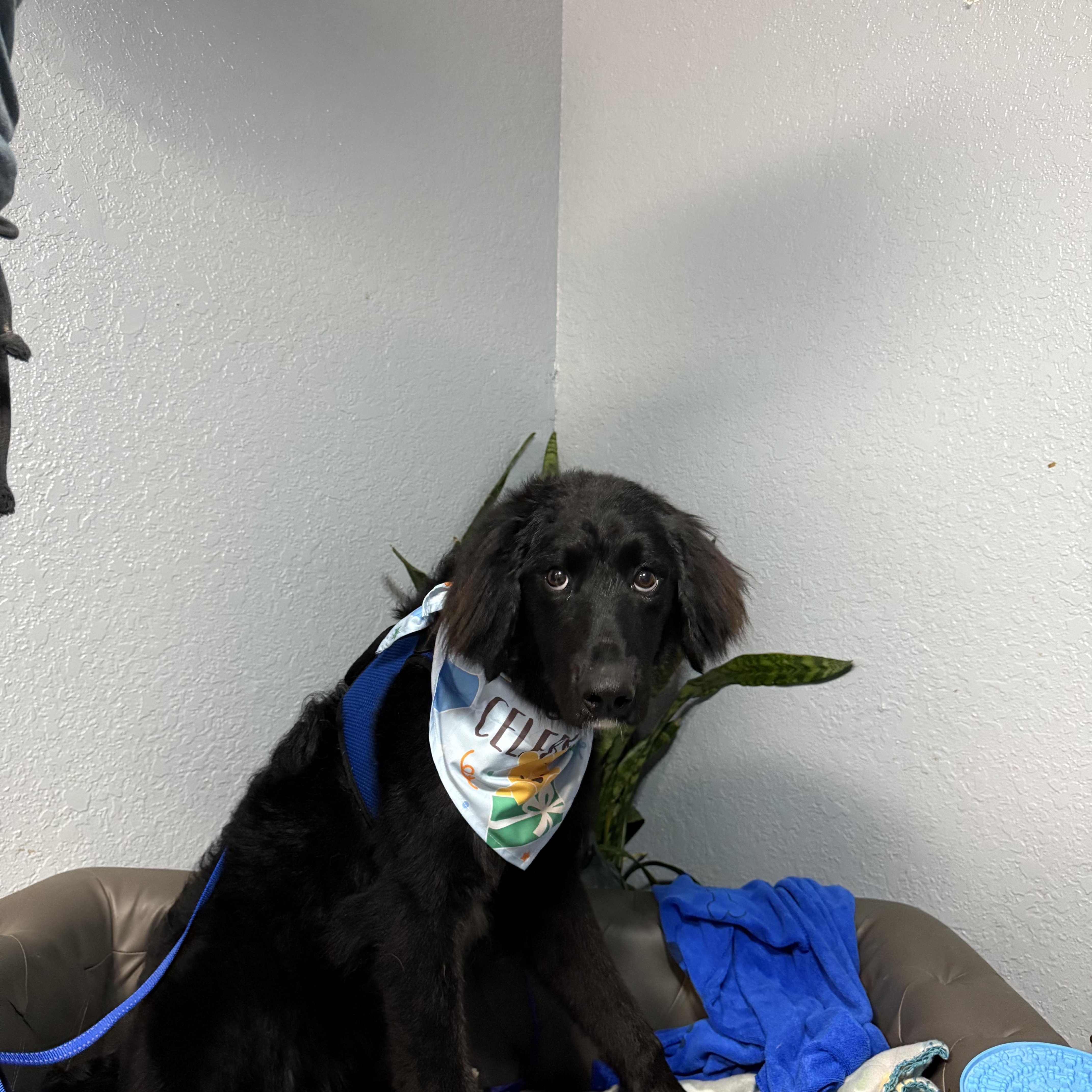 Gidget Joy thumbnail 2