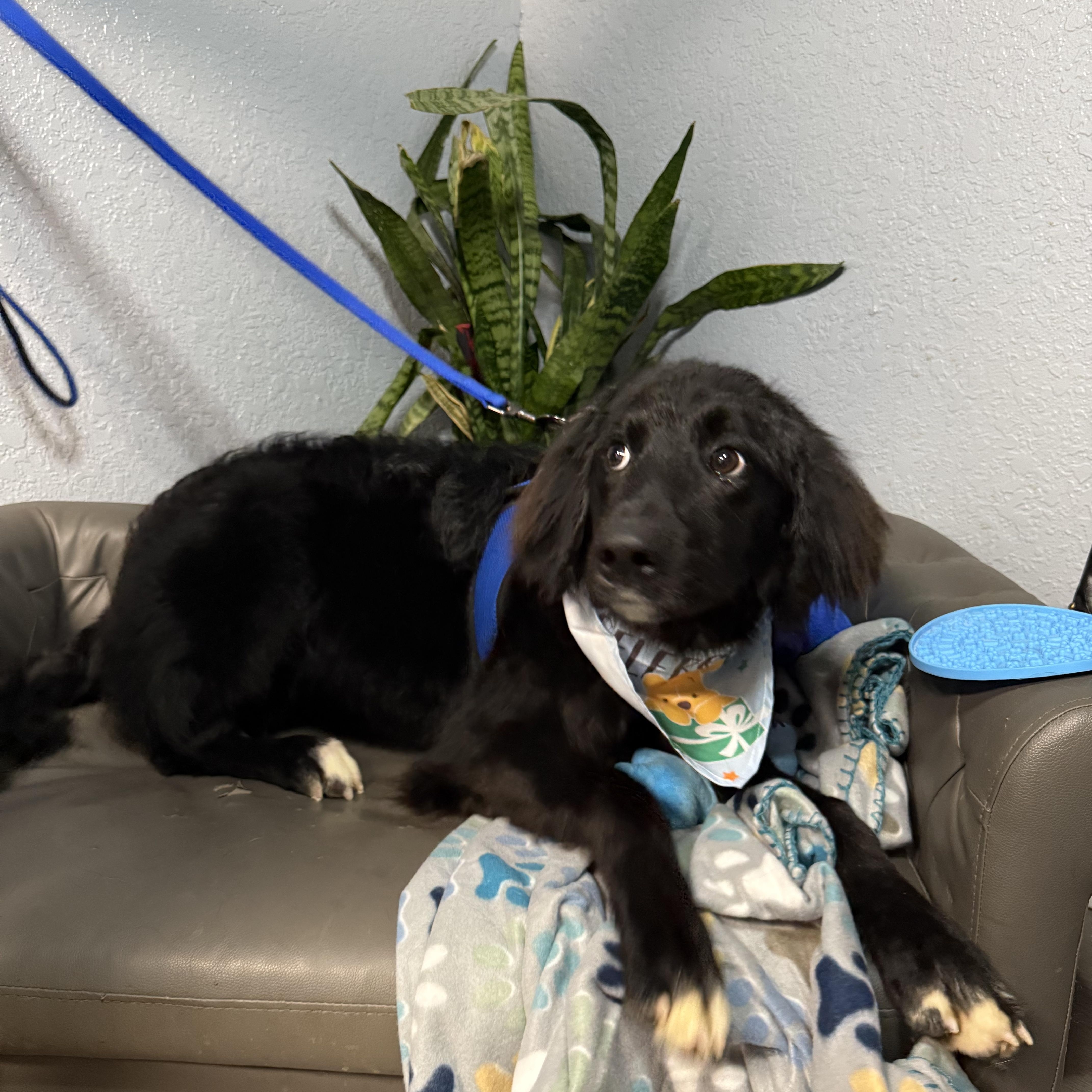 Gidget Joy thumbnail 4