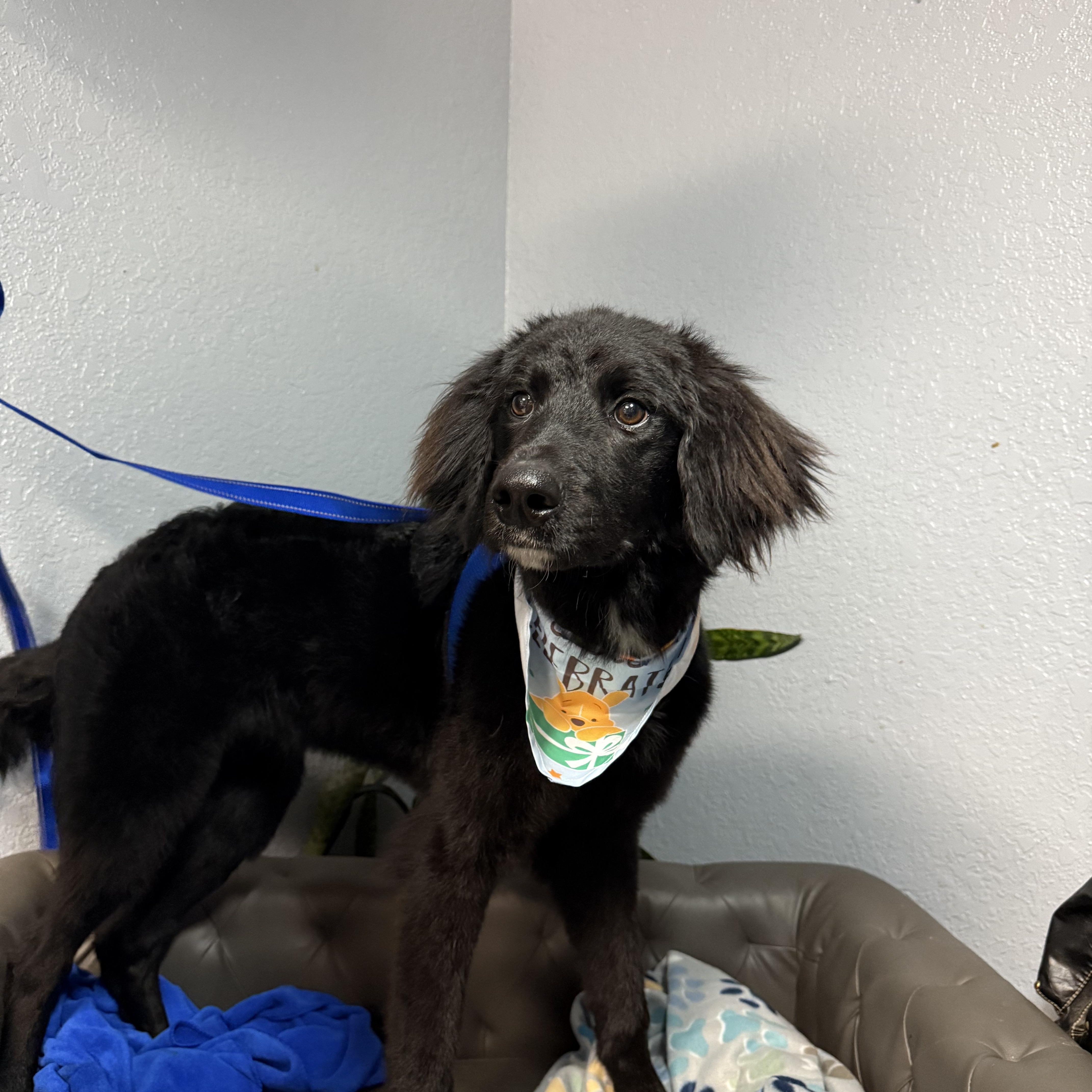 Gidget Joy (Gigi), Young Female Golden Retriever