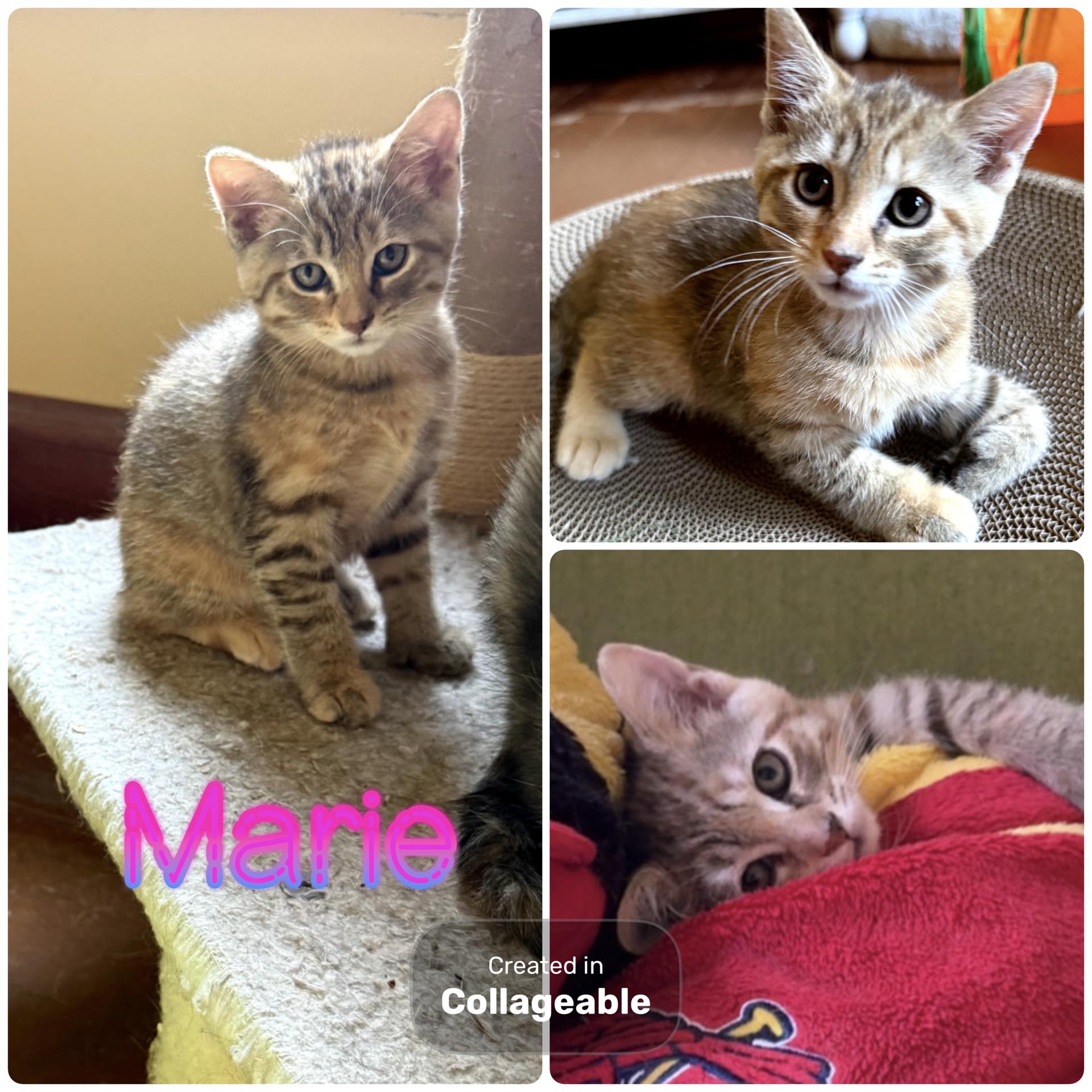 Marie (SC), ADOPTABLE, Kitten Female Domestic Medium Hair.