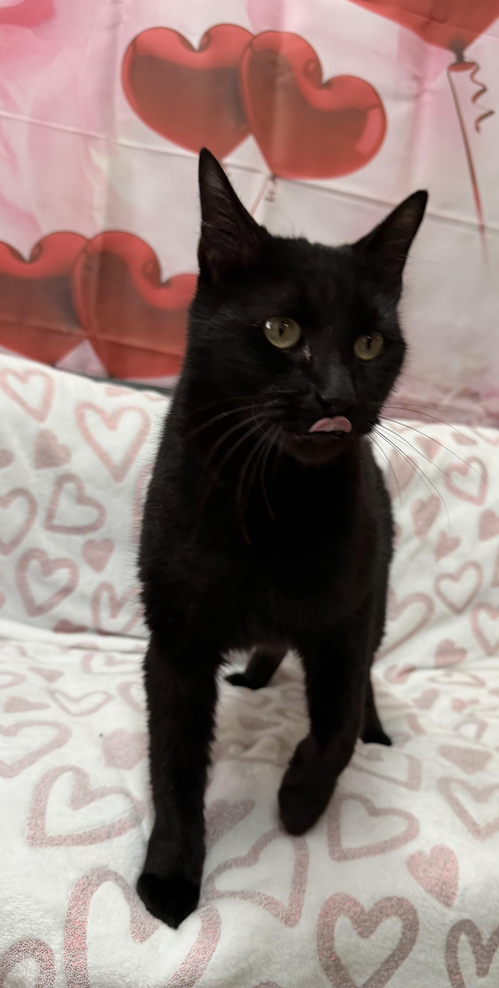 Boone, adopted, Adult Male Domestic Short Hair.