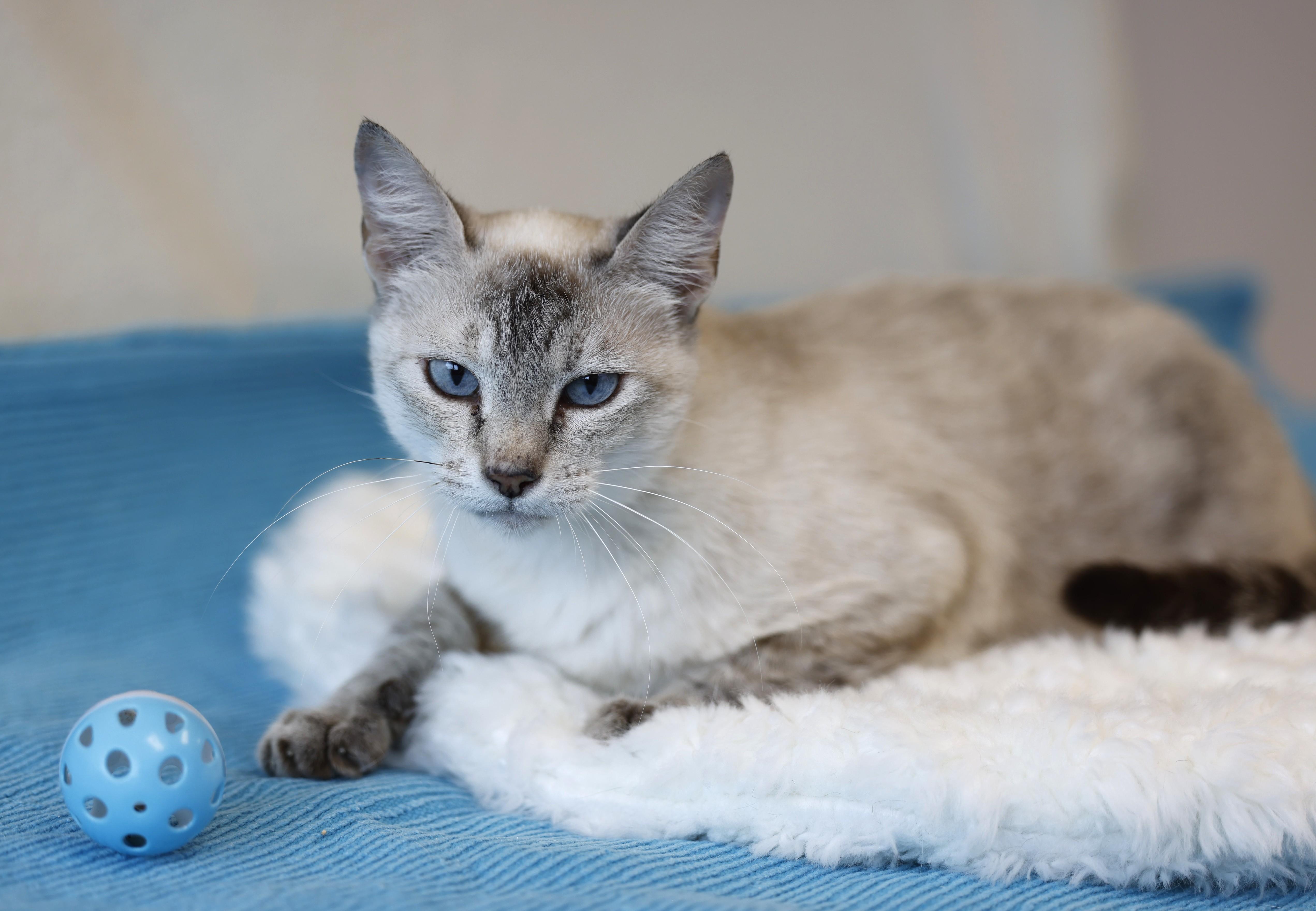 Enlarge Luna Tex, an adoptable Domestic Short Hair in Fountain Hills, AZ image 2/2