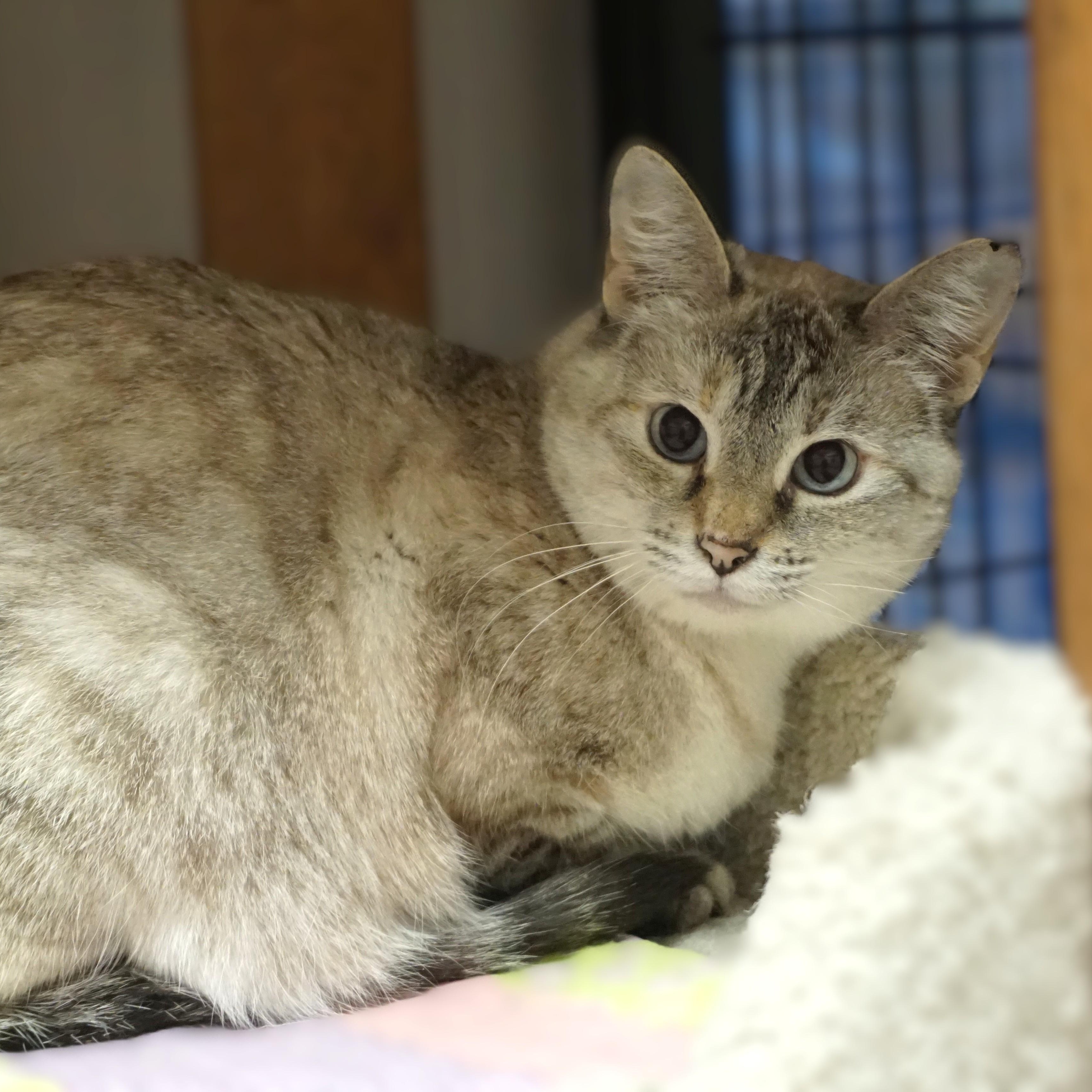 Enlarge Luna Tex, an adoptable Domestic Short Hair in Fountain Hills, AZ image 1/2