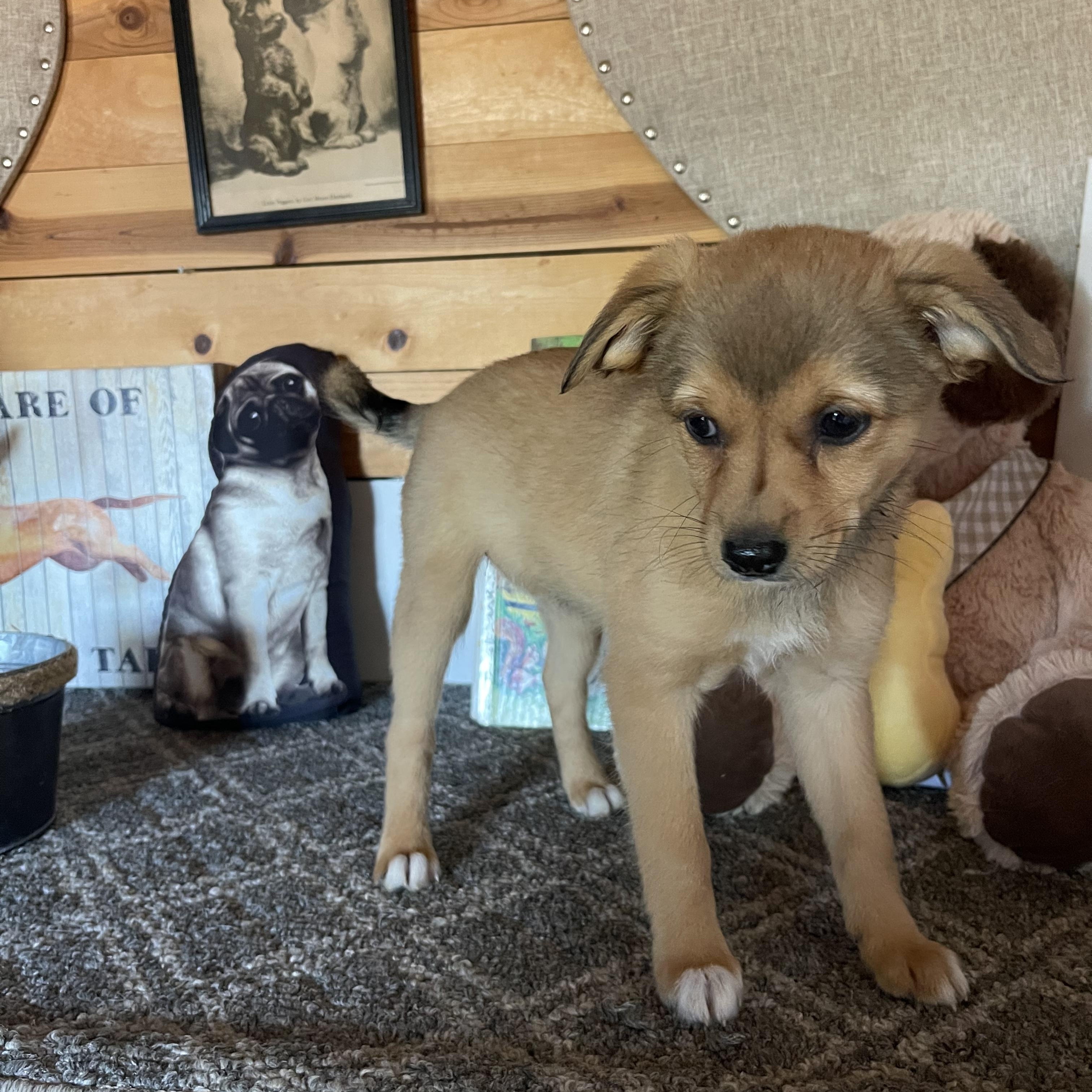 Enlarge Bunny, a ADOPTABLE mixed breed in Vacaville, CA image 3/4
