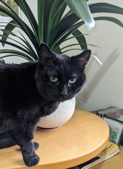 Enlarge Bridget, a Adoptable mixed breed in Seattle, WA image 1/3